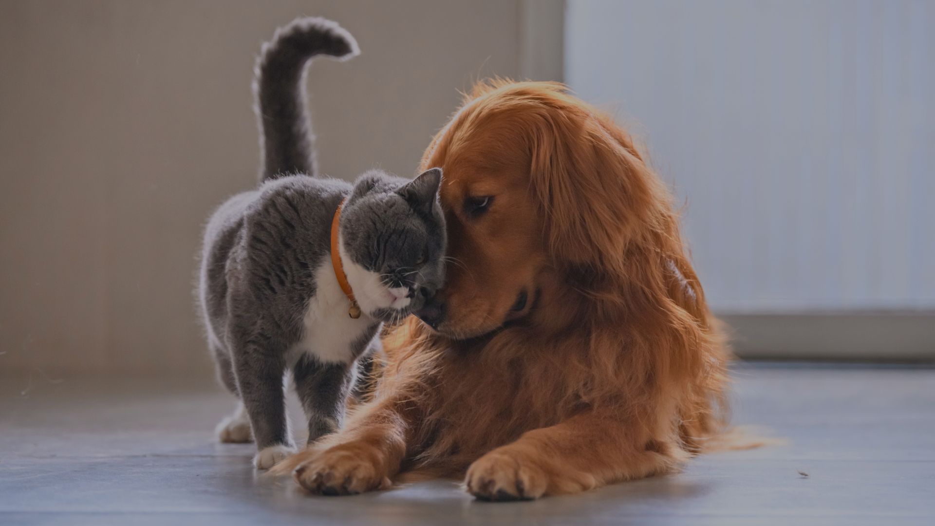 PETFOOD