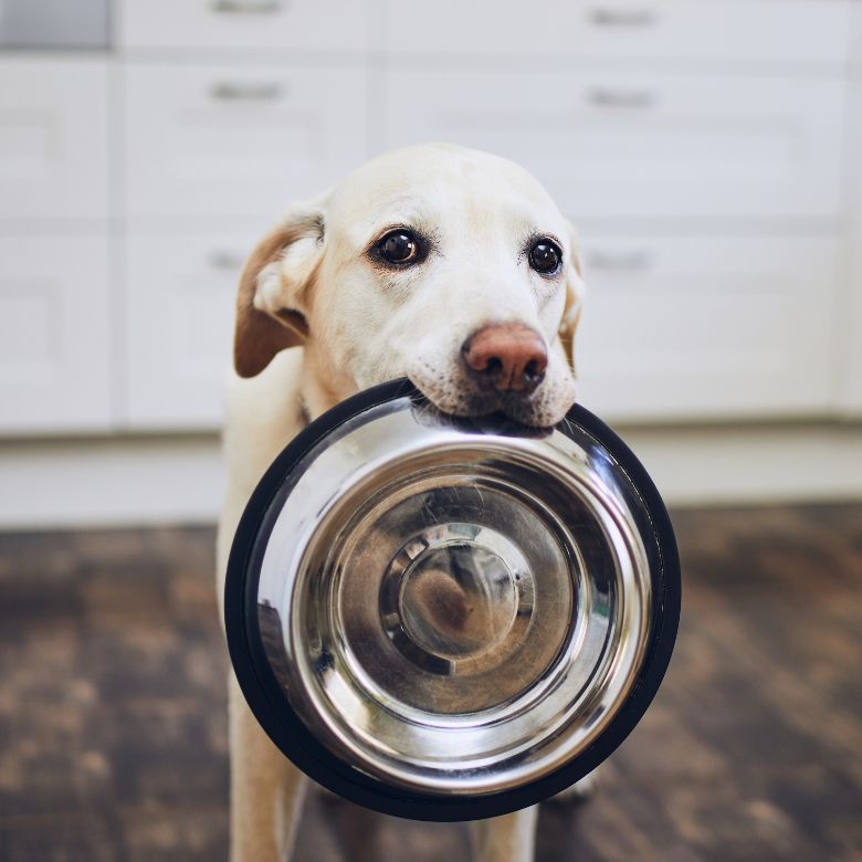 Petfood